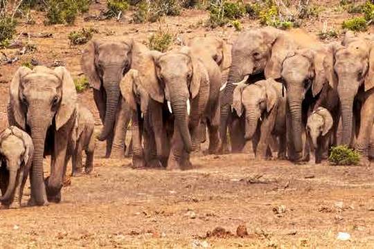 Addo Elephant National Park