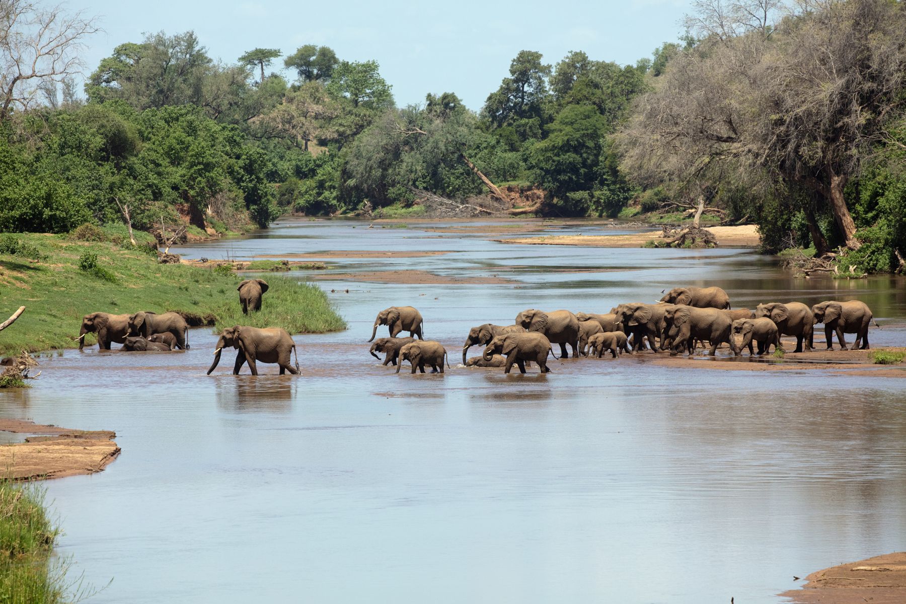 Elephant herd crossing a river
