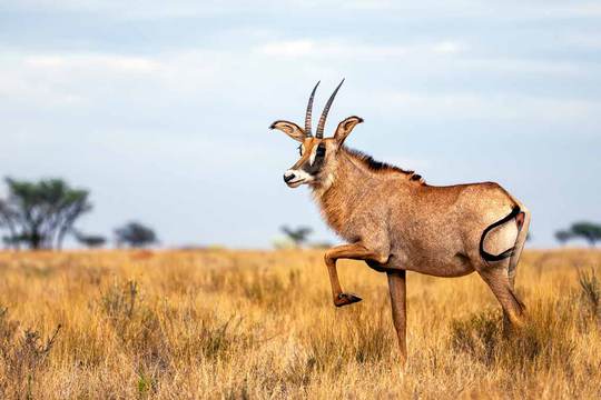 Mokala National Park