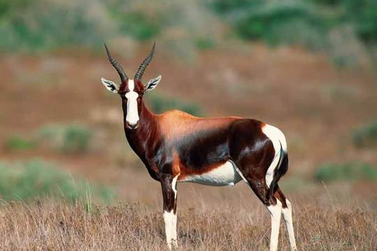 Bontebok National Park