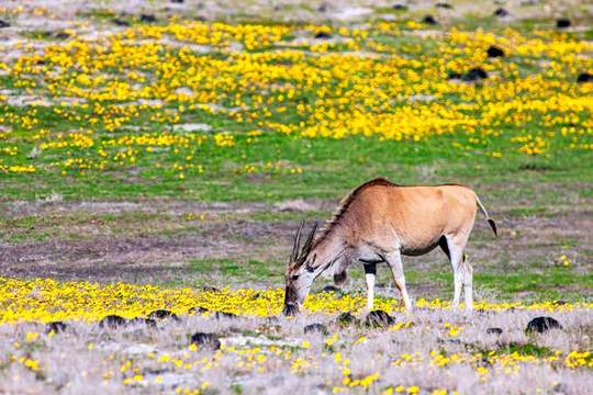 De Hoop Nature Reserve