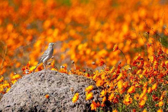 Namaqualand