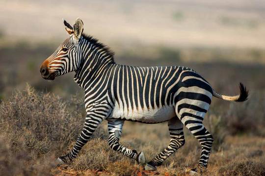 Mountain Zebra National Park