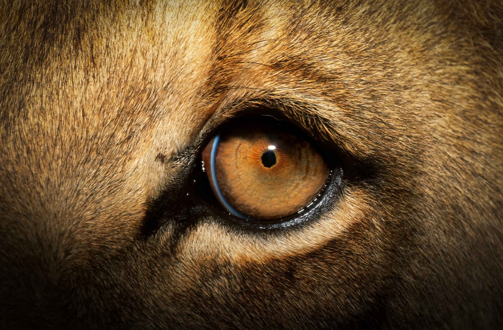 Close-up of a lion's eye